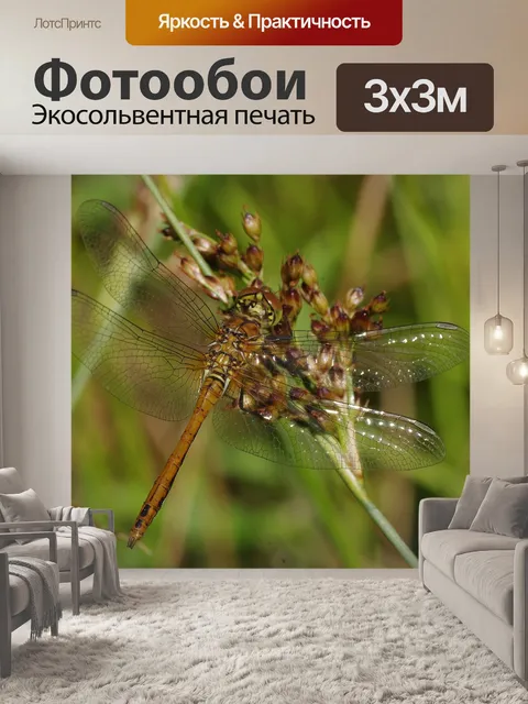 Фотообои Стрекоза