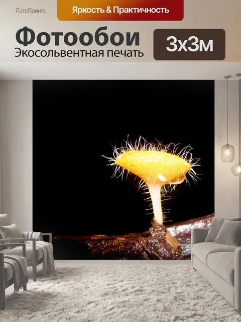 Фотообои грибы, растущие на фоне леса
