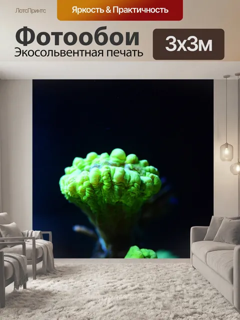 Фотообои Коралл