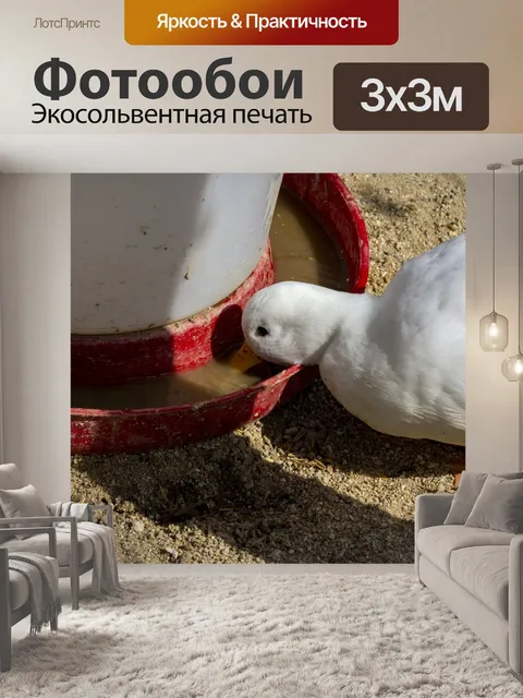 Фотообои белая утка
