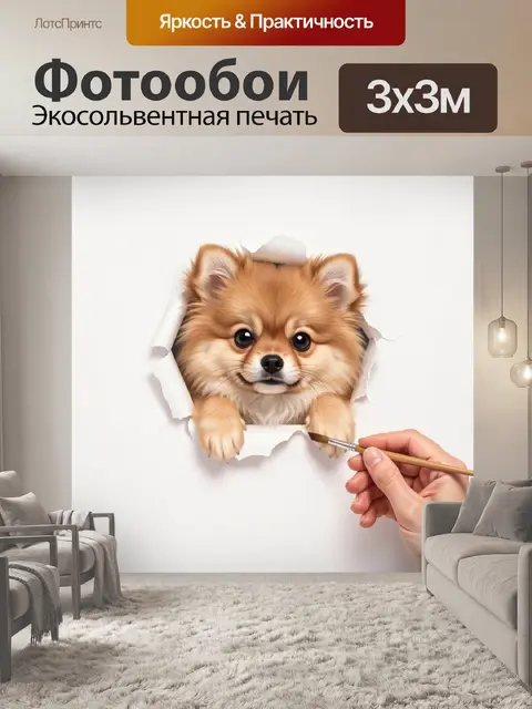Фотообои Щенок померанского шпица на белом фоне