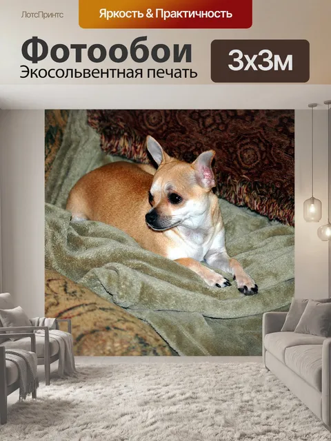 Фотообои Красивая Чихуахуа