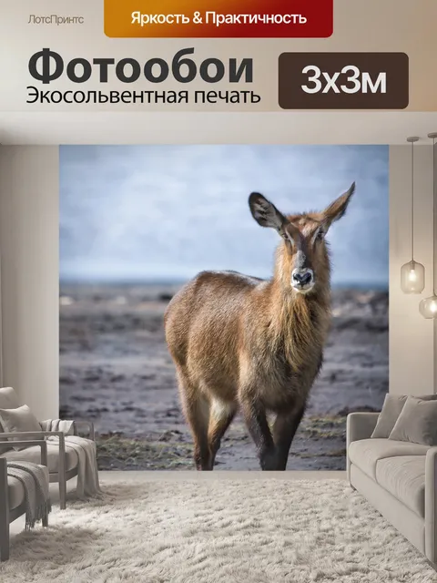 Фотообои Животное