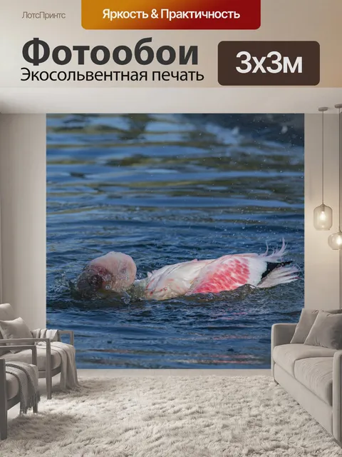 Фотообои Забавный фламинго в воде