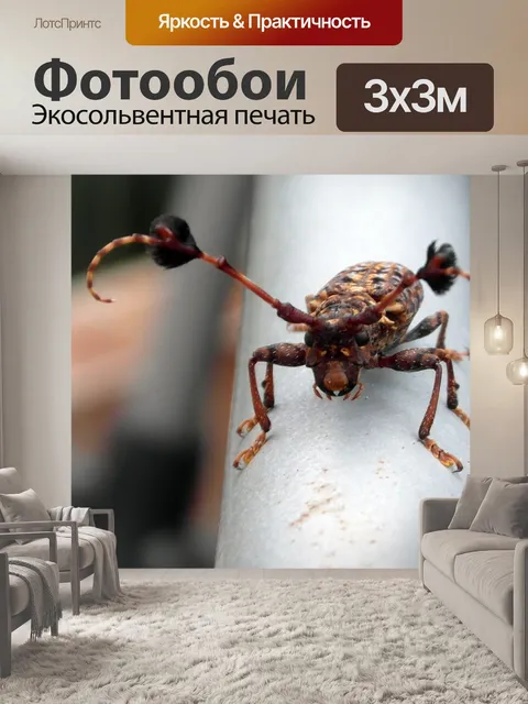 Фотообои Экзотические Жук
