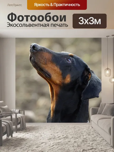 Фотообои Доберман