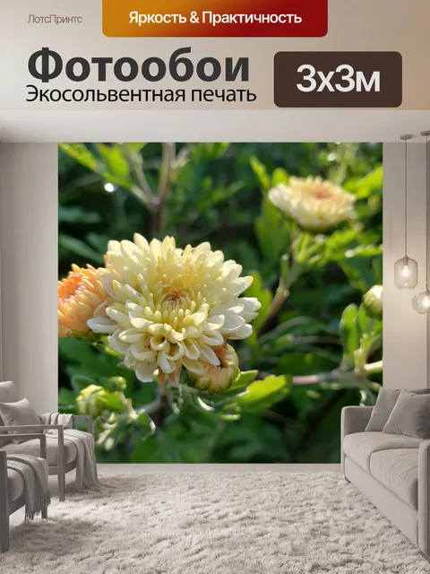 Фотообои Желтые хризантемы Полное цветение