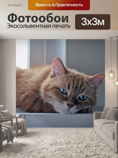 Фотообои Cat