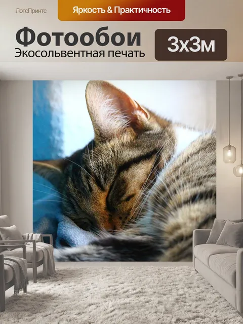 Фотообои Кот