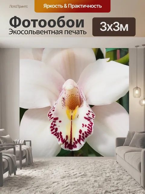 Фотообои Белая орхидея
