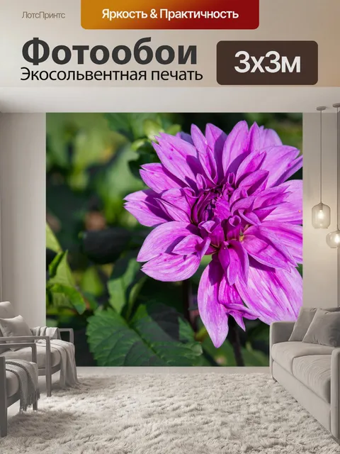 Фотообои Георгин, фиолетовый Георгин, цветок
