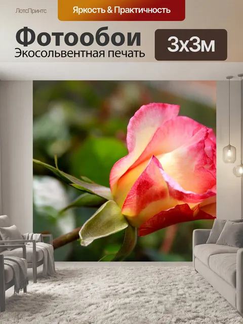 Фотообои Pink rose