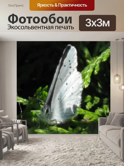 Фотообои Бабочка