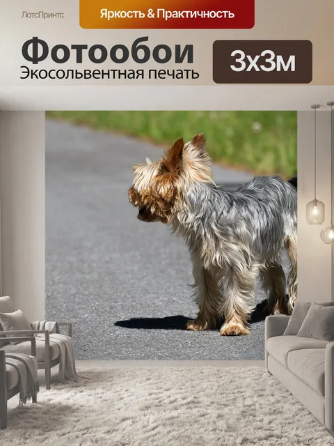 Фотообои Собака