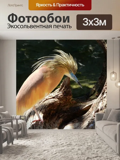 Фотообои Цапля vlasatá