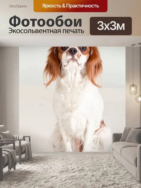 Фотообои Собака