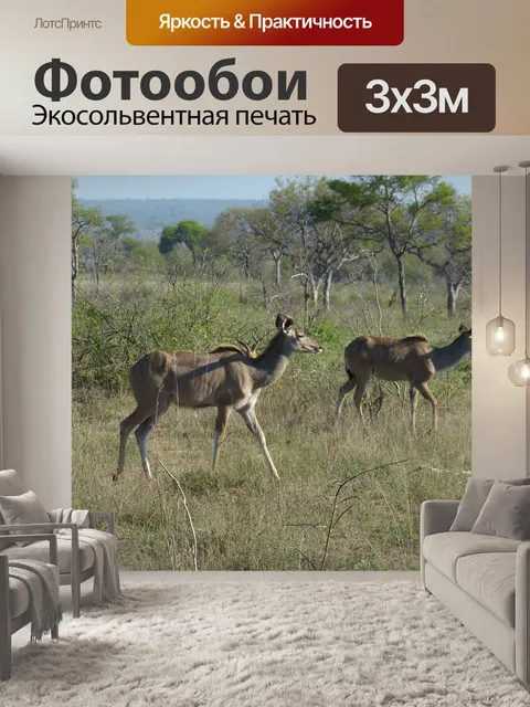 Фотообои Куду