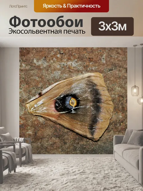 Фотообои Крыло гигантского шелкового мотылька