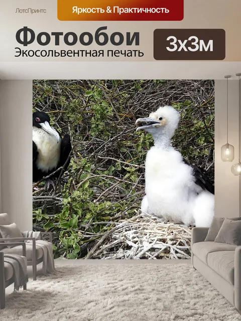 Фотообои Фрегат птица