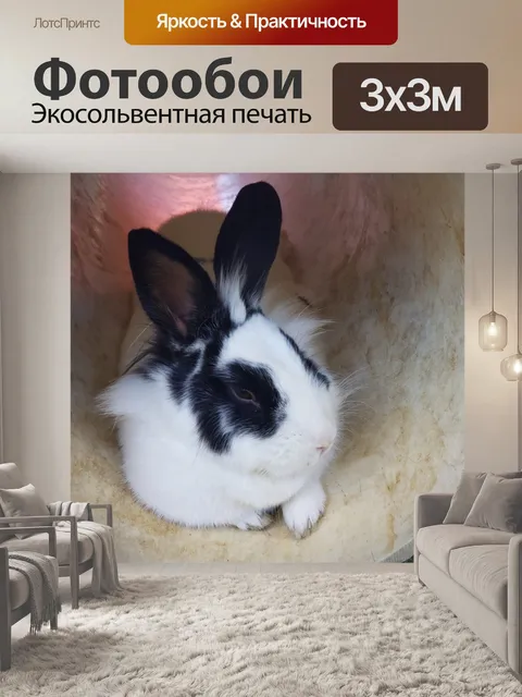 Фотообои Черный и белый кролик кролик