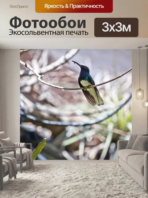 Фотообои Колибри