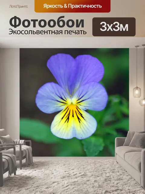 Фотообои Анютины глазки Purple Flower