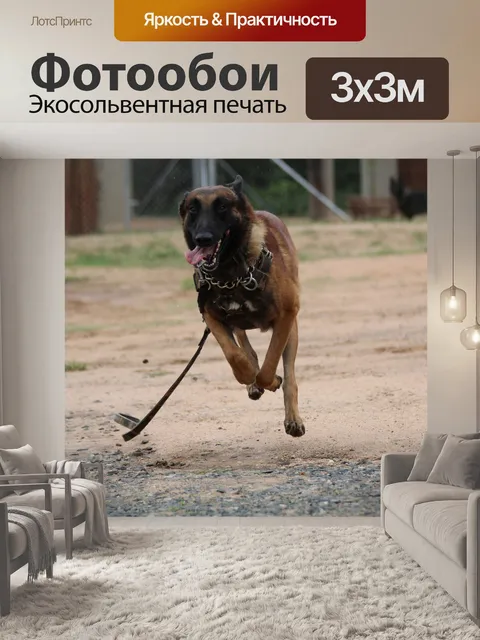 Фотообои Бельгийский малинуа