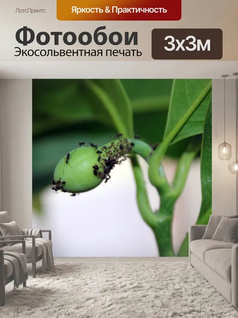 Фотообои черных муравьев