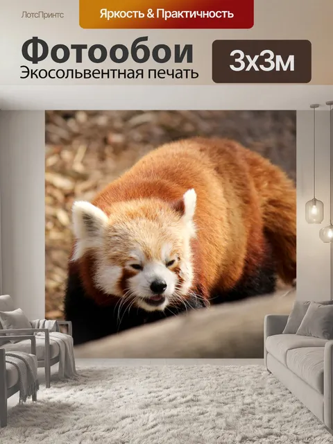 Фотообои Красная панда 1