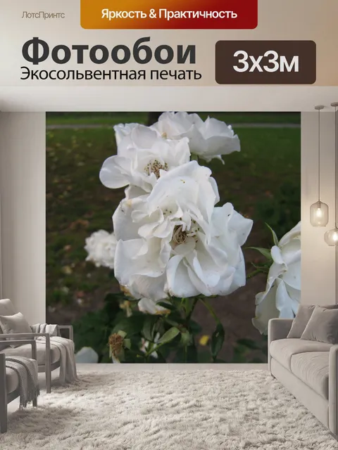 Фотообои Белая роза