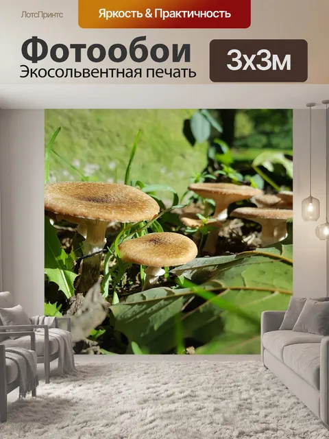 Фотообои Грибы