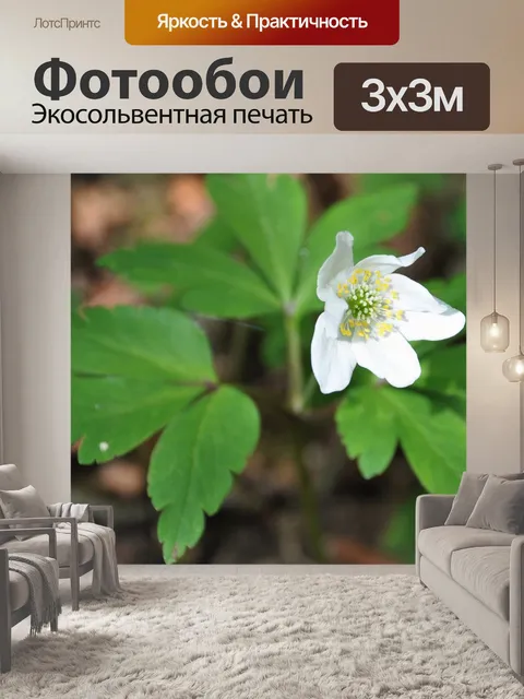 Фотообои Белый цветок