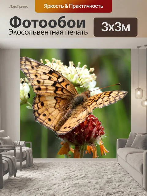 Фотообои Разноцветная бабочка-бабочка 3