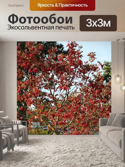 Фотообои Ягоды рябины