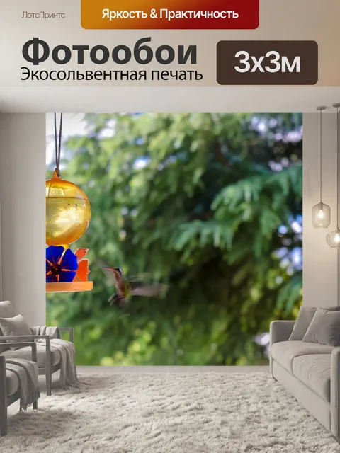 Фотообои Колибри