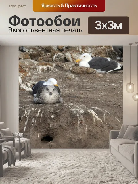 Фотообои Чайки на скалах