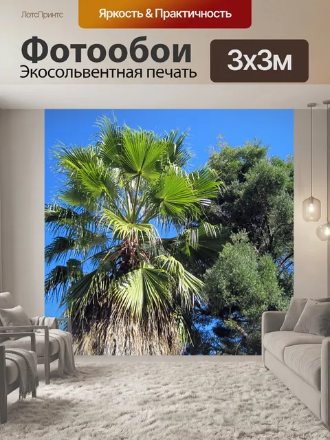 Фотообои высокий пальма