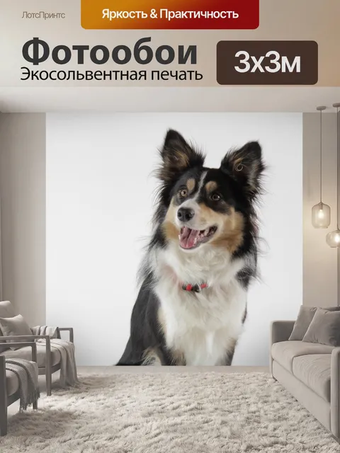 Фотообои Бордер-колли
