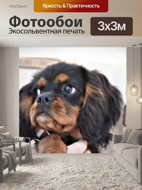 Фотообои Собака