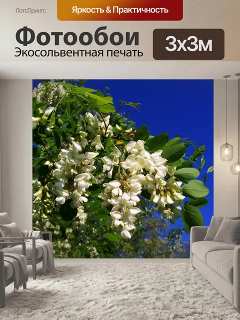 Фотообои Цветущее дерево акации