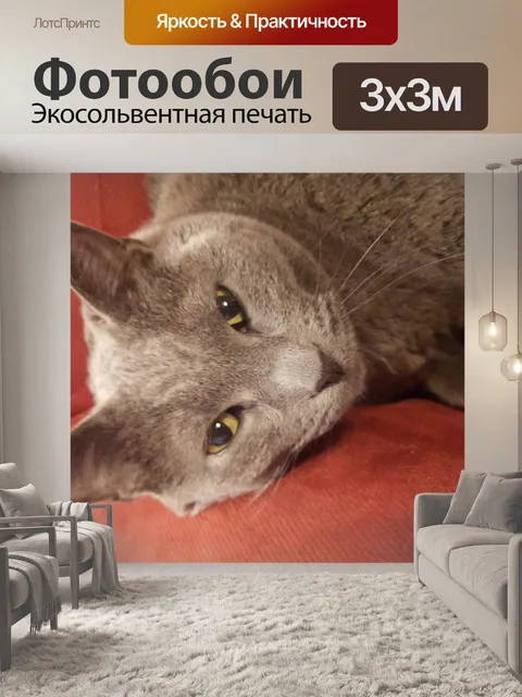 Фотообои Полудреме котенка