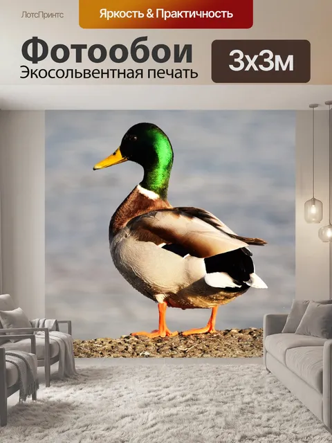 Фотообои Утка