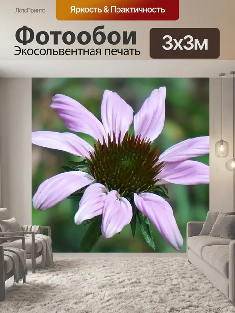 Фотообои Эхинацея цветок