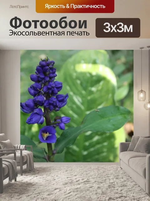 Фотообои Коста-Рика Цветы