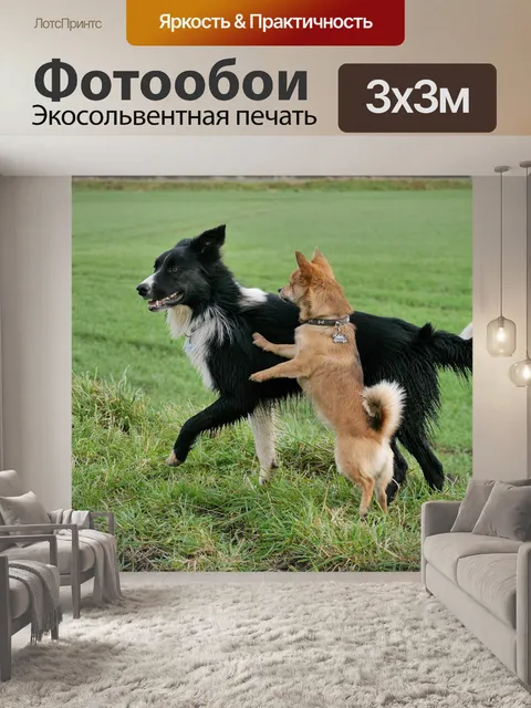 Фотообои Бордер-колли
