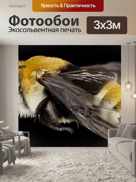 Фотообои Полосатая пчела