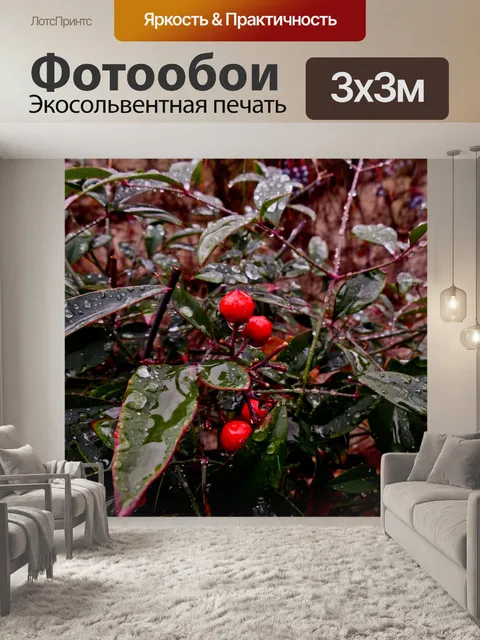 Фотообои Дождь на темных листьях и красные ягоды