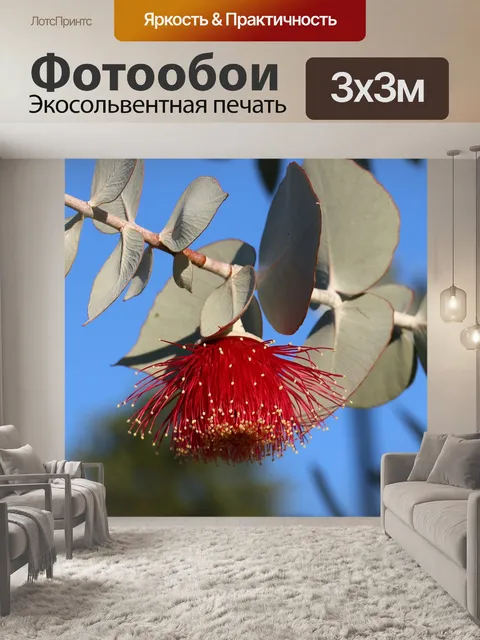 Фотообои Эвкалипт