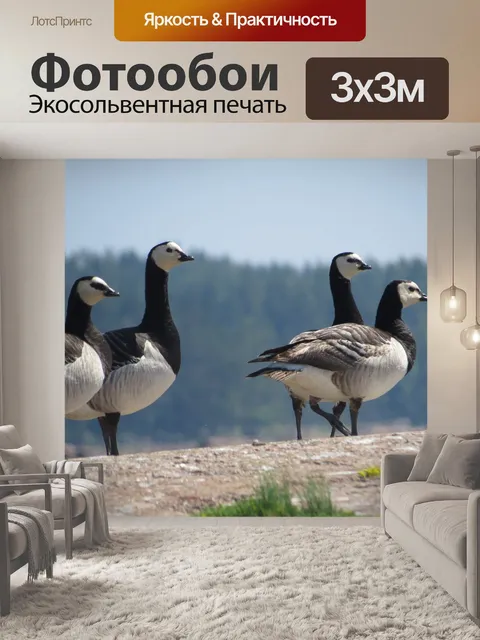 Фотообои Белолобый гусь