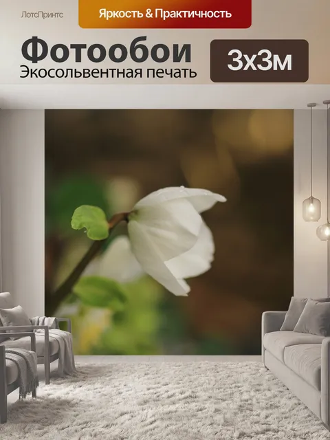 Фотообои Рождественская роза